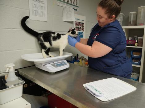 Person wearing scrubs and rubber gloves petting a cat on a scale